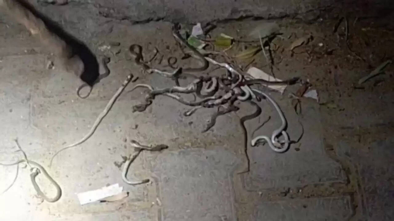 मेरठ में सांपों की भीड़ ने गांव में मचाई दहशत