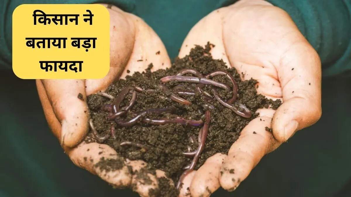 देसी खाद के लाभ: पौधों की वृद्धि में तेजी लाने का प्राकृतिक तरीका