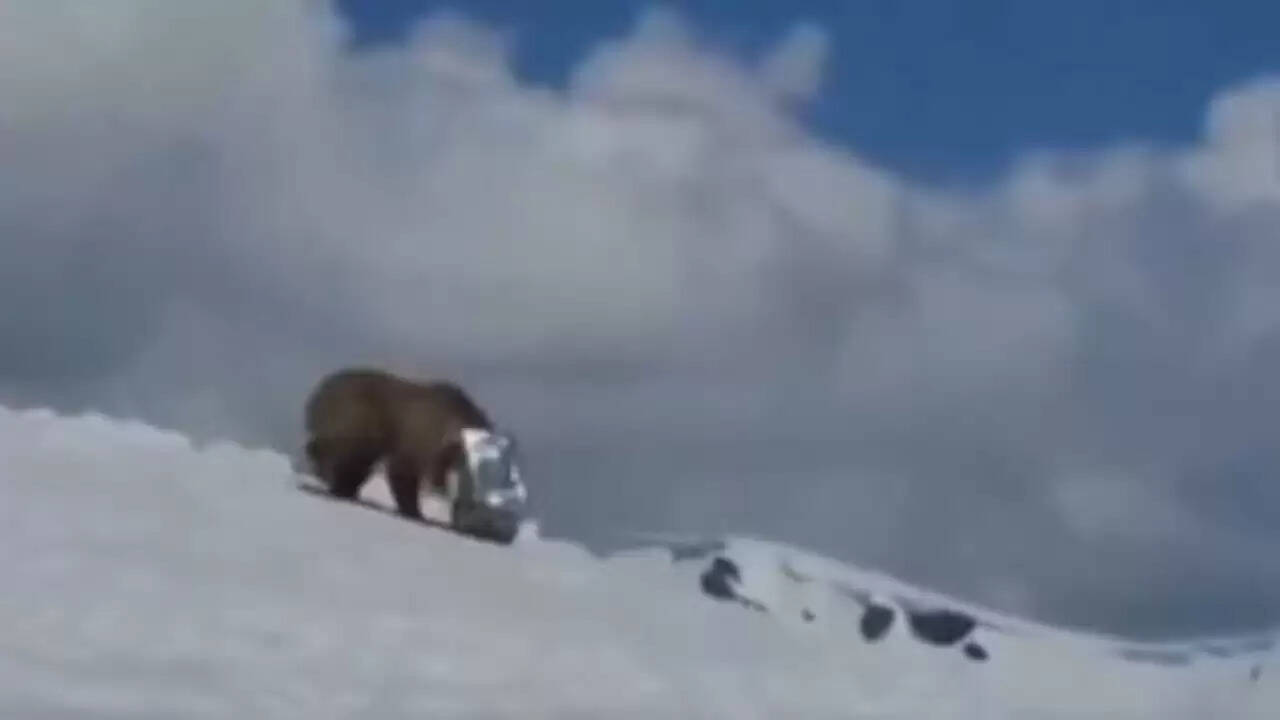 सियाचिन में हिमालयी भालू की जान बचाने वाले सैनिकों का वीडियो हुआ वायरल