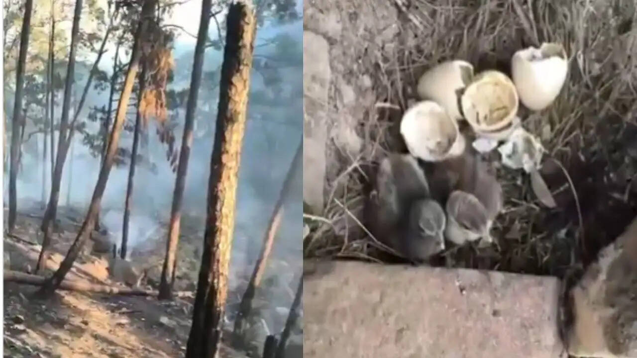 जम्मू-कश्मीर में आग से बेजुबान जीवों की रक्षा में वनकर्मियों की बहादुरी