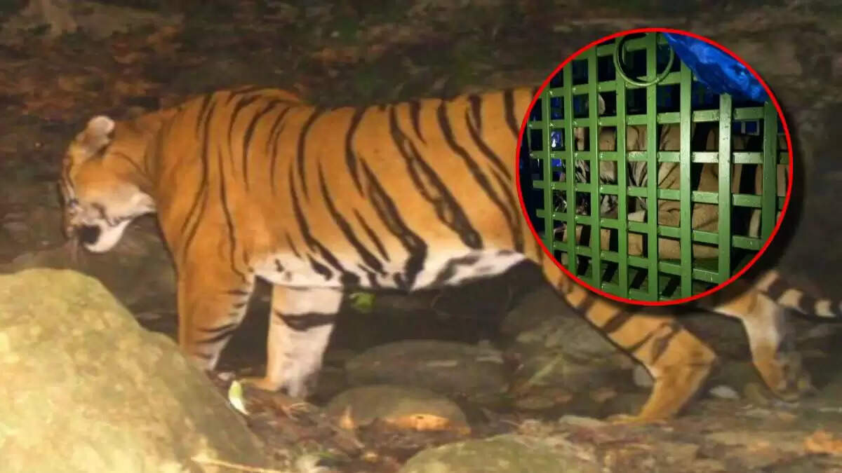 झारखंड में पहली बार बाघ का सफल रेस्क्यू, 14 घंटे की मेहनत का नतीजा