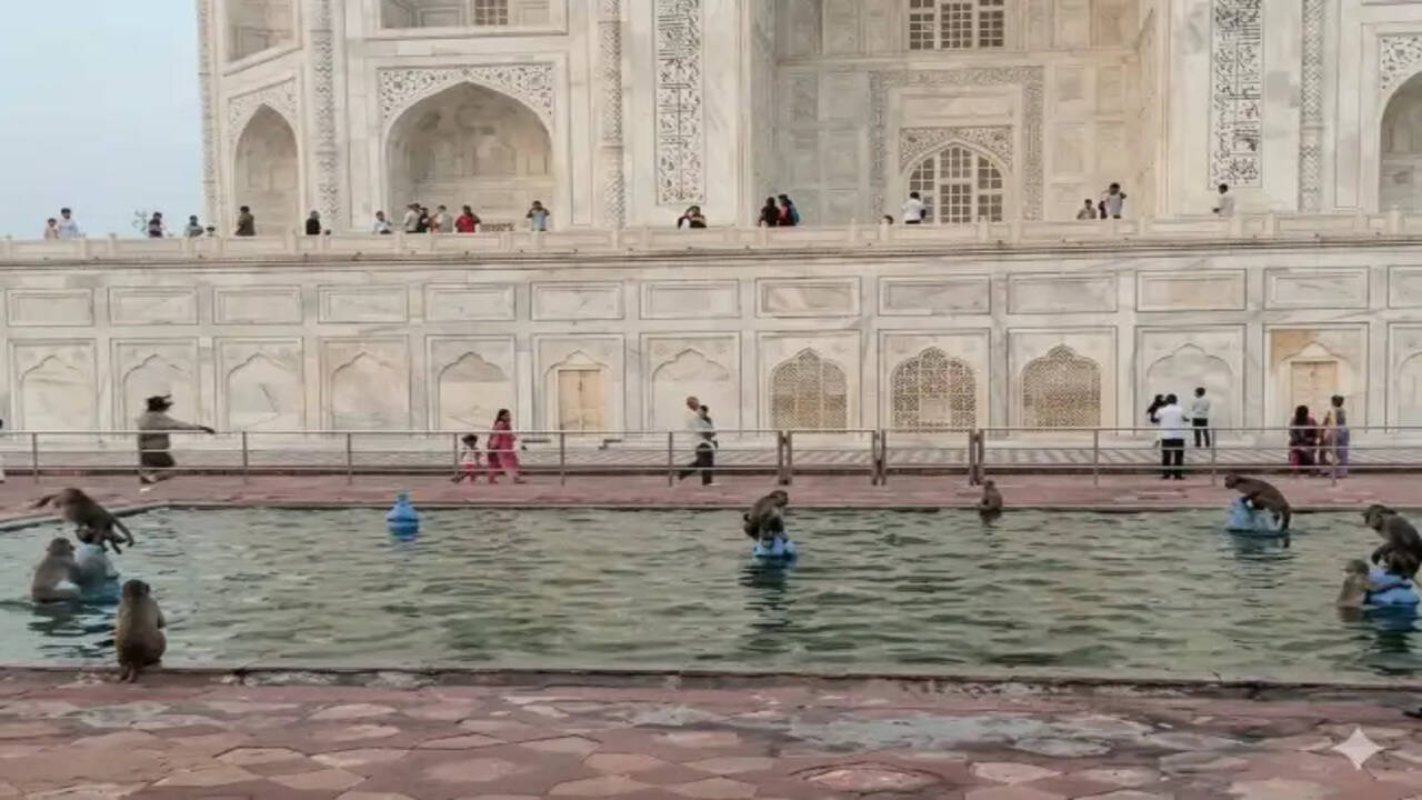 ताजमहल में बंदरों की मस्ती: गर्मी से राहत का अनोखा तरीका वायरल