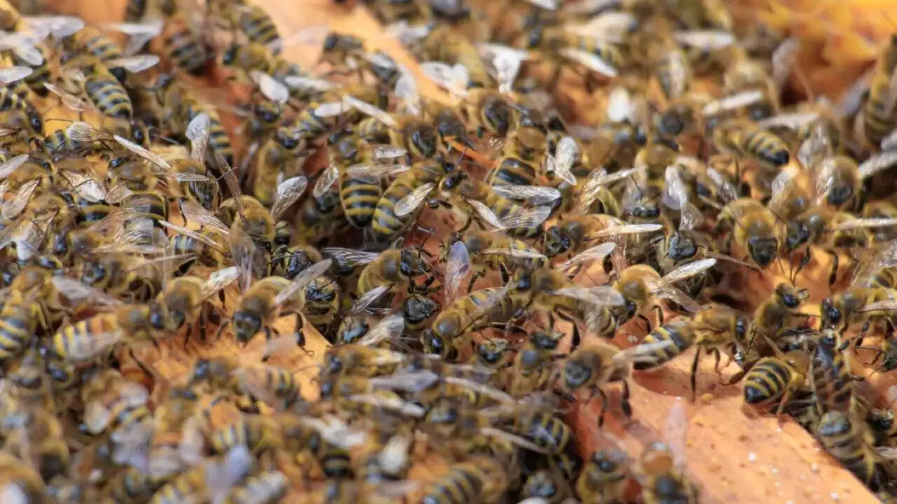 मध्य प्रदेश में स्कूल में मधुमक्खियों के हमले से छात्र की मौत