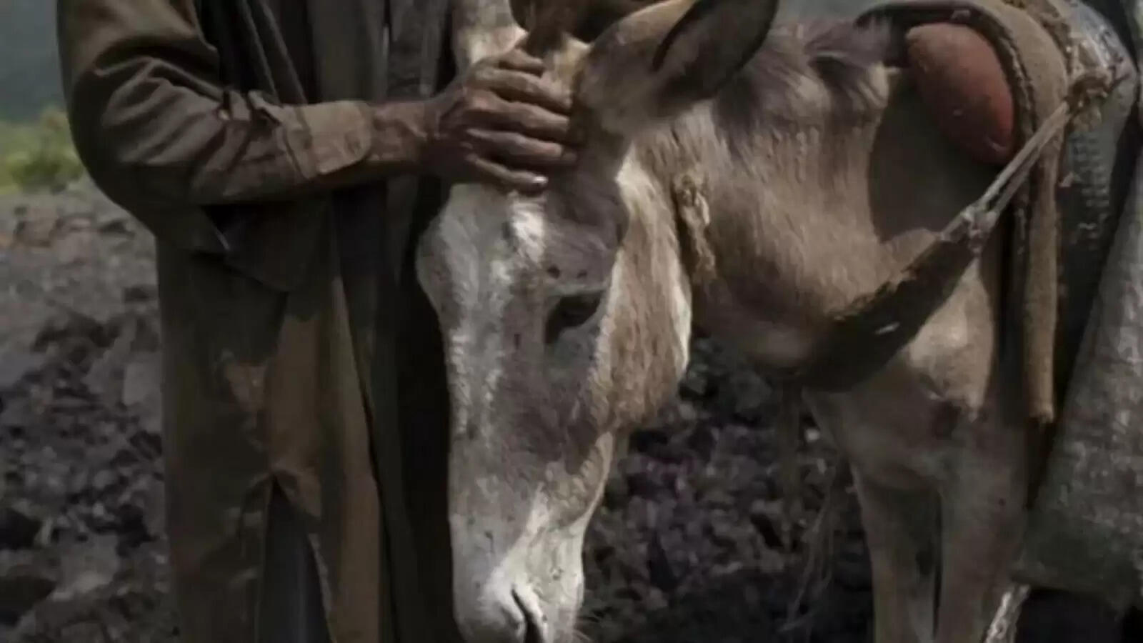 पाकिस्तान में अवैध स्लॉटरहाउस का भंडाफोड़, 1000 किलोग्राम गधे का मांस जब्त