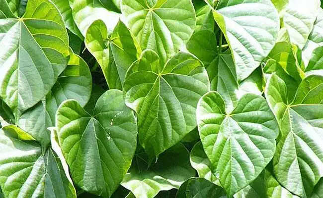 पान के पत्ते के अद्भुत फायदे: जानें कैसे करें इसका उपयोग
