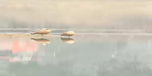 बलरामपुर : कन्हर के शांत जल में लौटी विदेशी मेहमानों की चहलकदमी, शहर को मिली सर्दियों की सौगात