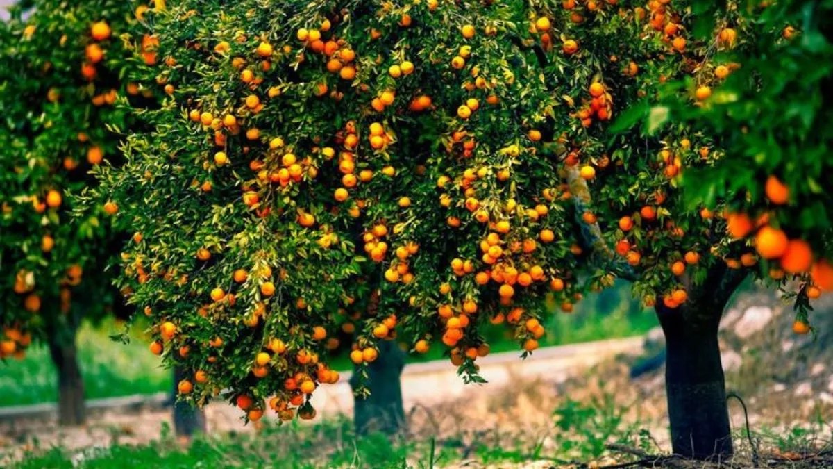 हरियाणा में किन्नू खेती: किसानों की नई दिशा