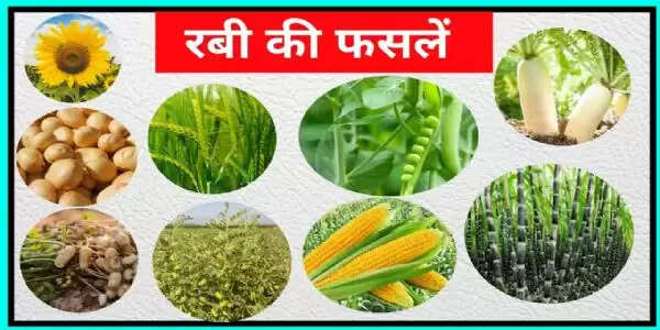 बेहतर जल प्रबंधन से बढेगी रबी फसलो की पैदावार:डा.अंशु गंगवार