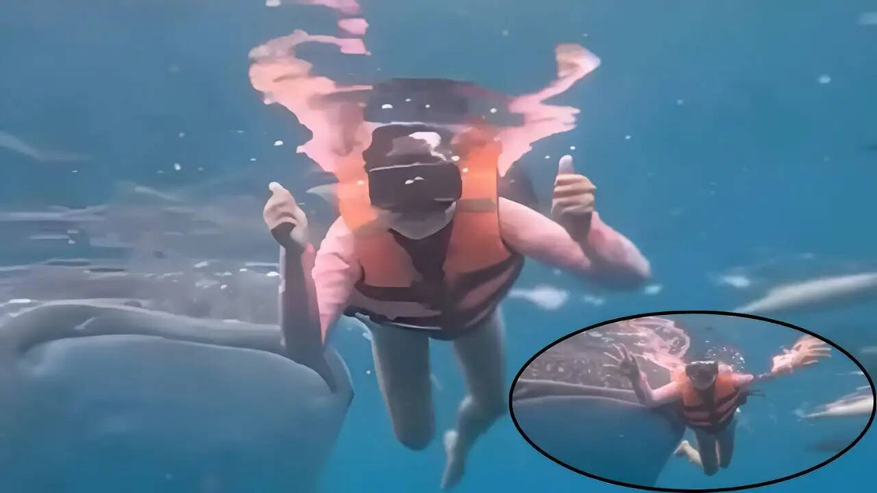 महिला का अंडरवाटर फोटोशूट: व्हेल शार्क का अनोखा सामना