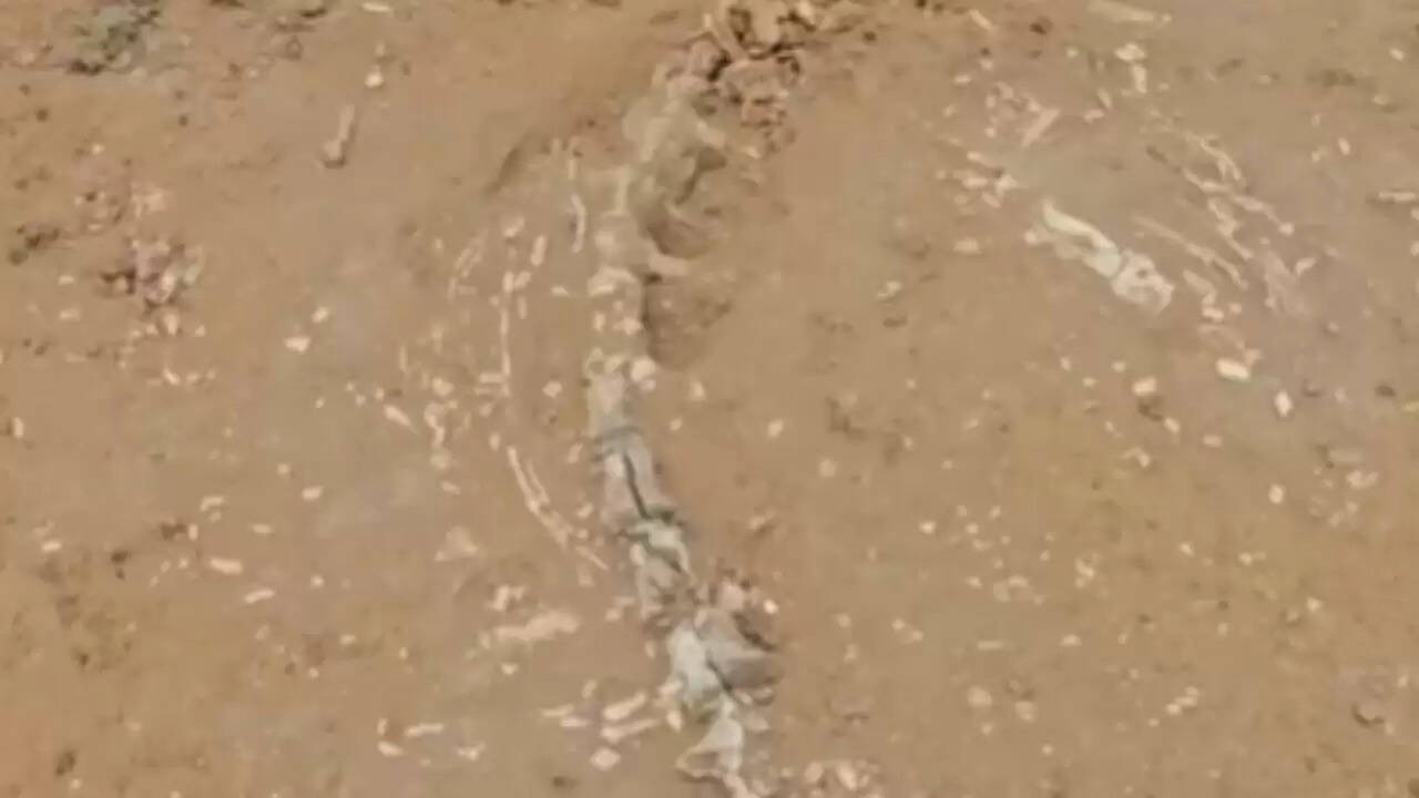 राजस्थान में Phytosaur जीवाश्म की खोज: प्रागैतिहासिक रहस्य उजागर