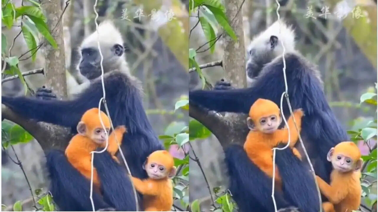 क्या आप जानते हैं कैट बा लंगूर की अनोखी कहानी? जानें इस दुर्लभ प्रजाति के बारे में