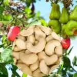 काजू की खेती: जून से दिसंबर का समय सर्वोत्तम