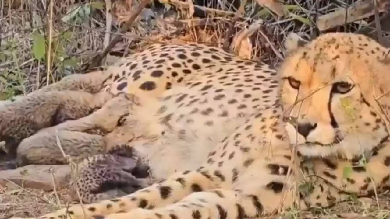 भारत में पहली बार मादा चीता मुखी ने जन्म दिए पांच शावक