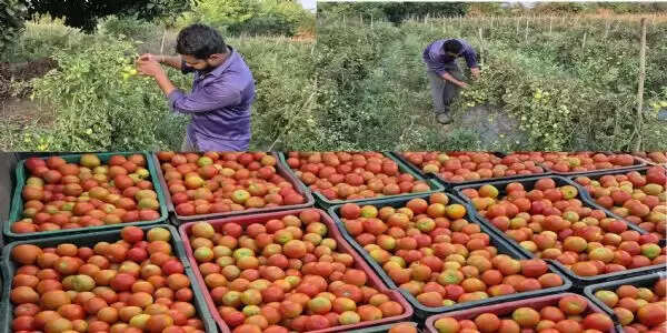 छत्तीसगढ़ के बलौदाबाजार-भाटापारा ज़िले के युवराज साहू ग्राफ्टेड टमाटर की खेती से कमा रहे लाखाें&nbsp;रुपये