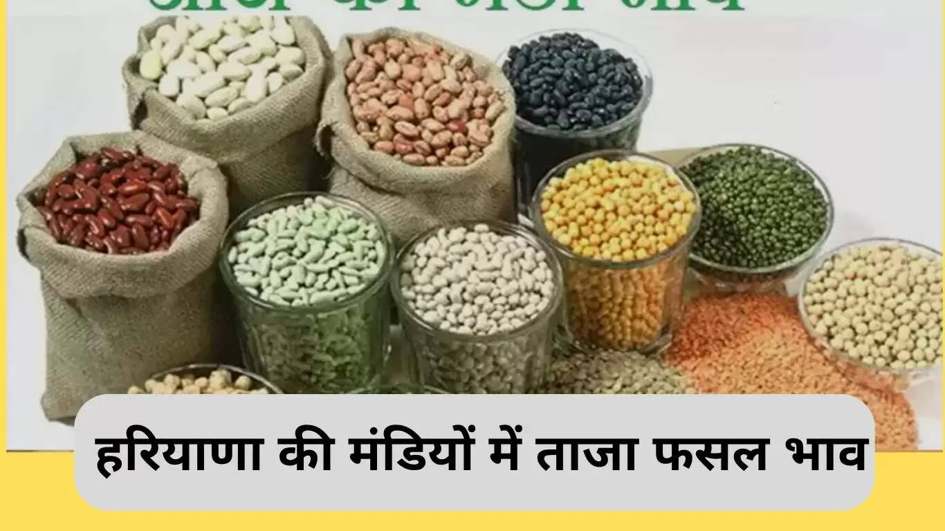 हरियाणा मंडियों में फसलों के ताजा भाव: सिरसा और ऐलनाबाद की जानकारी