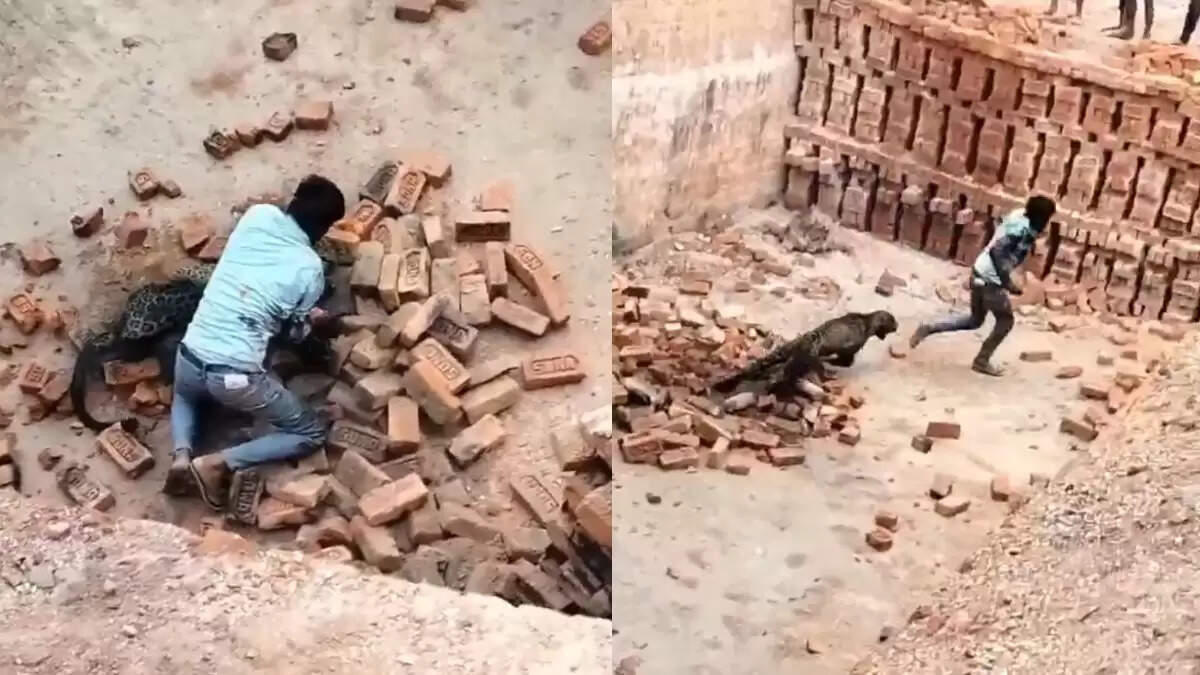 लखीमपुर में तेंदुए से भिड़ा युवक, वीडियो हुआ वायरल