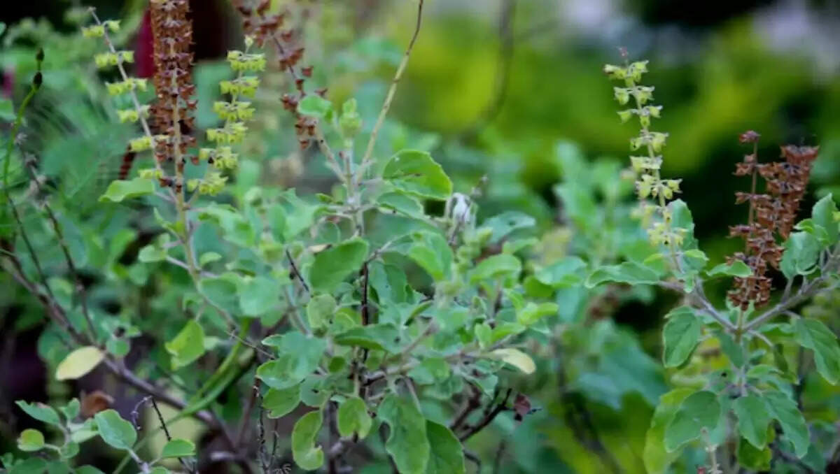 Effective Home Remedies for Mouth Ulcers