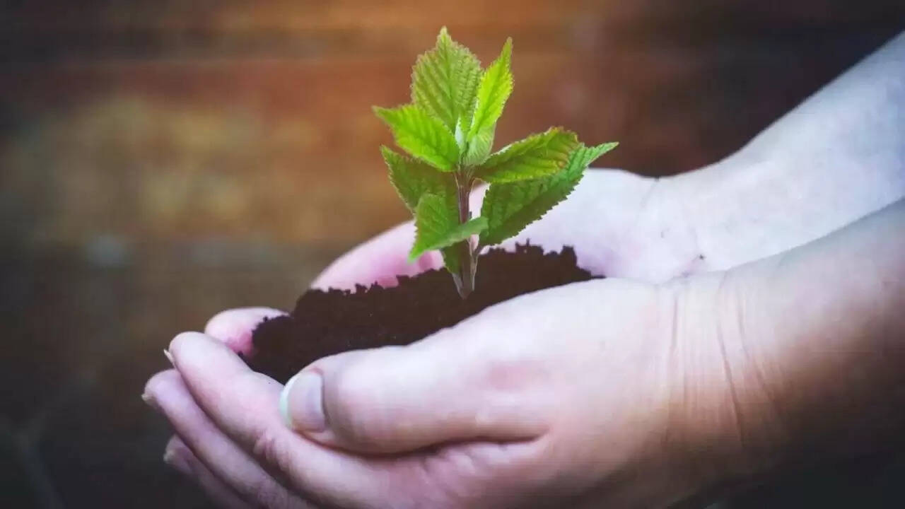 घर में लगाएं ये 5 औषधीय पौधे, सेहत और सुंदरता के लिए हैं फायदेमंद