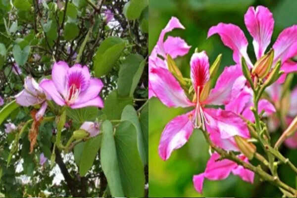 कचनार: औषधीय गुणों से भरपूर एक अनमोल पौधा