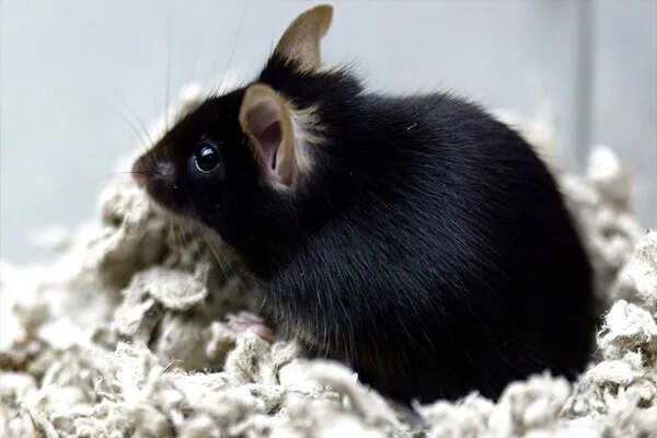 चीन के अंतरिक्ष स्टेशन से लौटने वाली चूहिया ने 9 स्वस्थ बच्चों को जन्म दिया