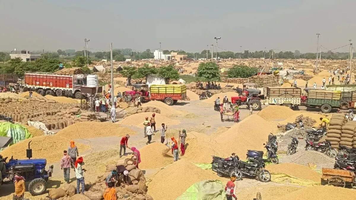 कैथल में बासमती धान की आवक, लेकिन खरीदारों की कमी से किसान परेशान