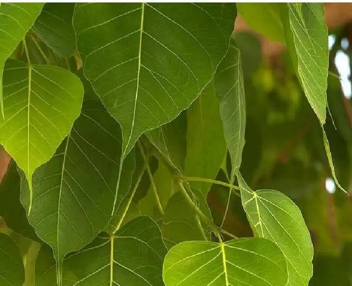 हरियाली अमावस्या पर पौधारोपण का संदेश, सीएम ने दी शुभकामनाएं