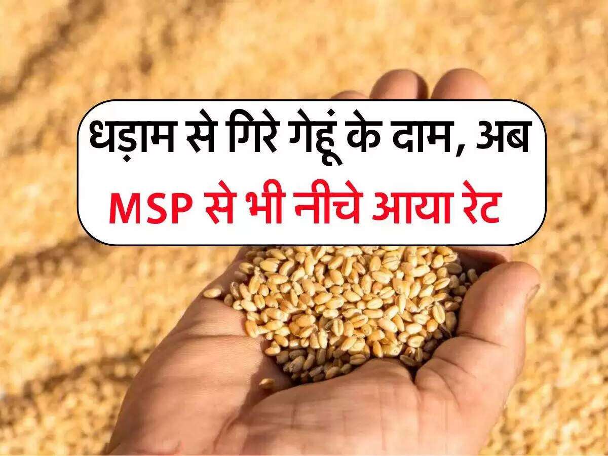 गेहूं के दामों में गिरावट: जानें कारण और वर्तमान स्थिति