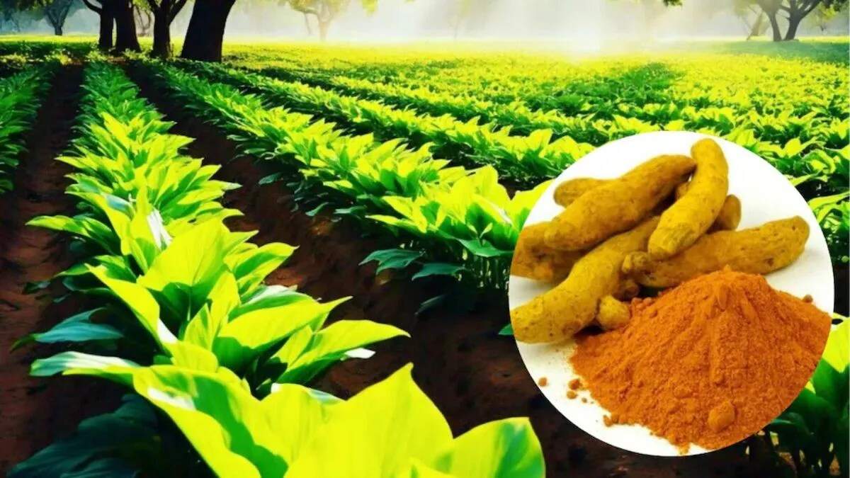 हल्दी की नई किस्म 'प्रगति' से किसानों को मिलेगी राहत