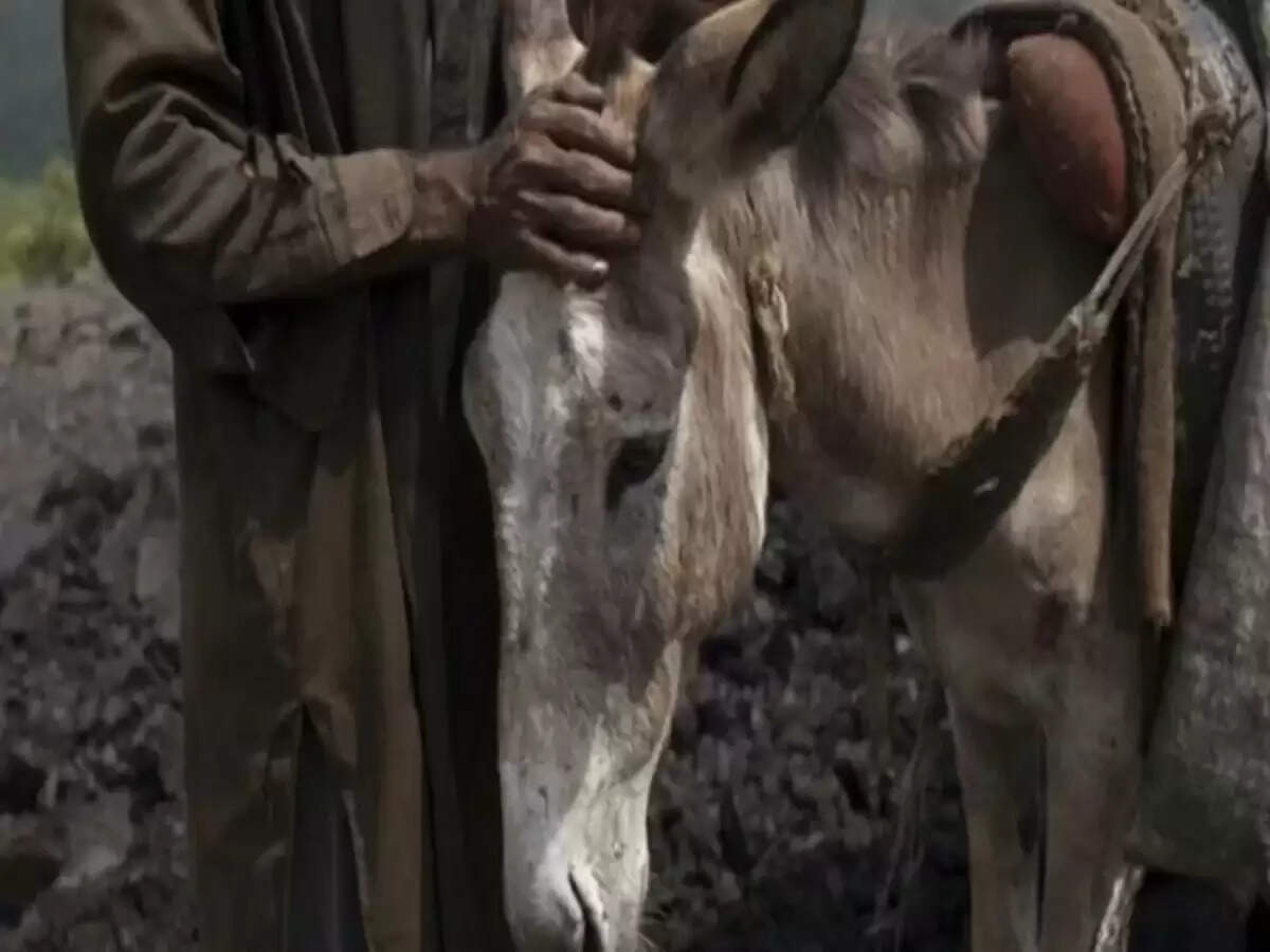 पाकिस्तान में गधे के मांस की बड़ी बरामदगी, पुलिस ने की कार्रवाई