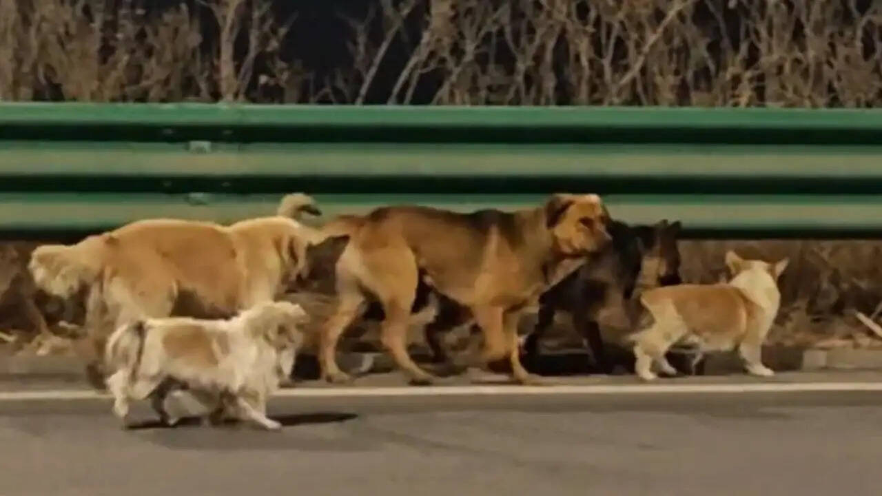 चीन में कुत्तों की अद्भुत वापसी: साहस और वफादारी की कहानी