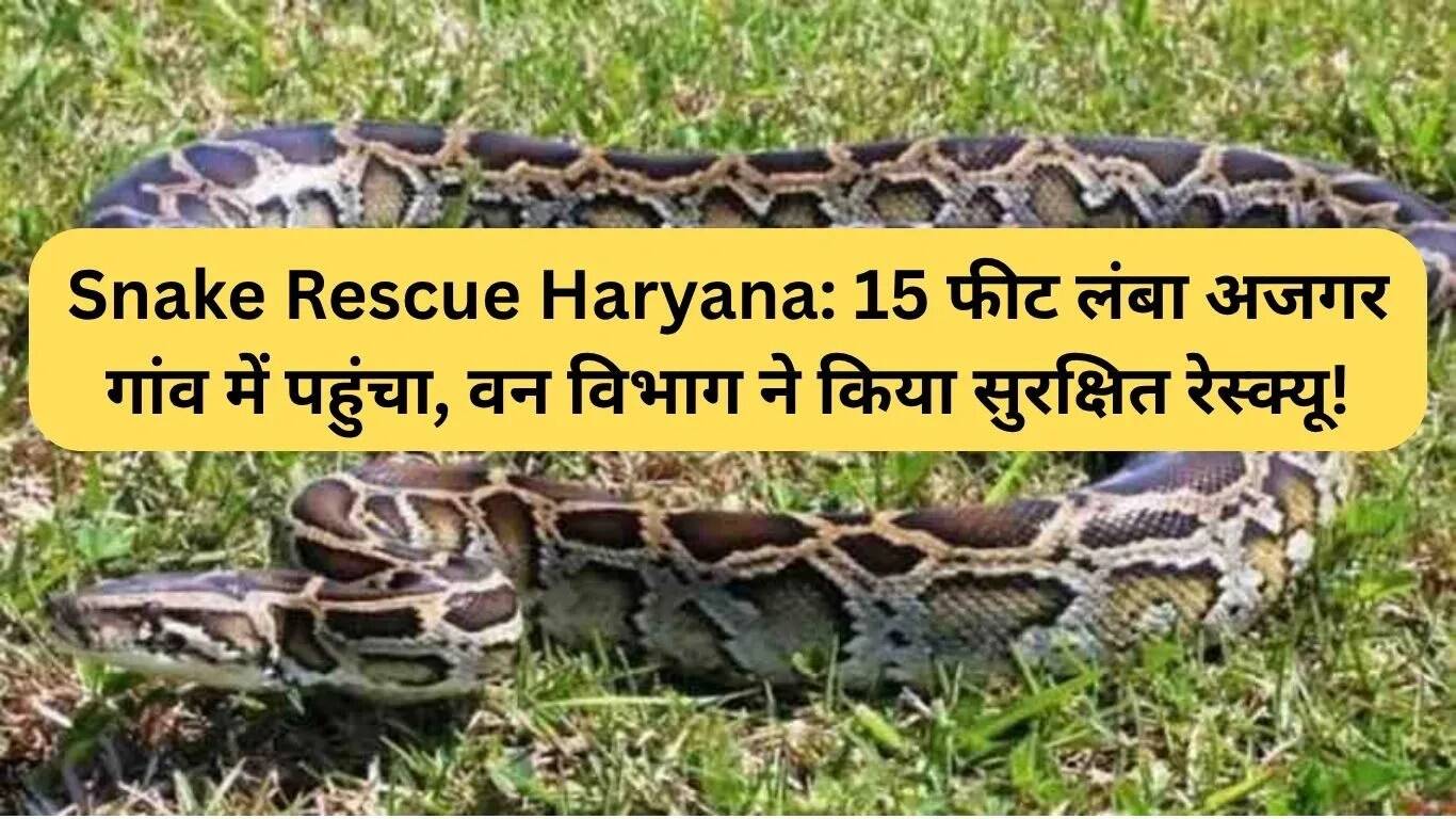 यमुनानगर में 15 फीट लंबे अजगर का सफल रेस्क्यू