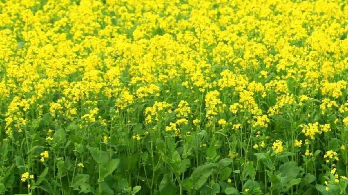 सरसों की उन्नत किस्में: किसानों के लिए लाभदायक विकल्प