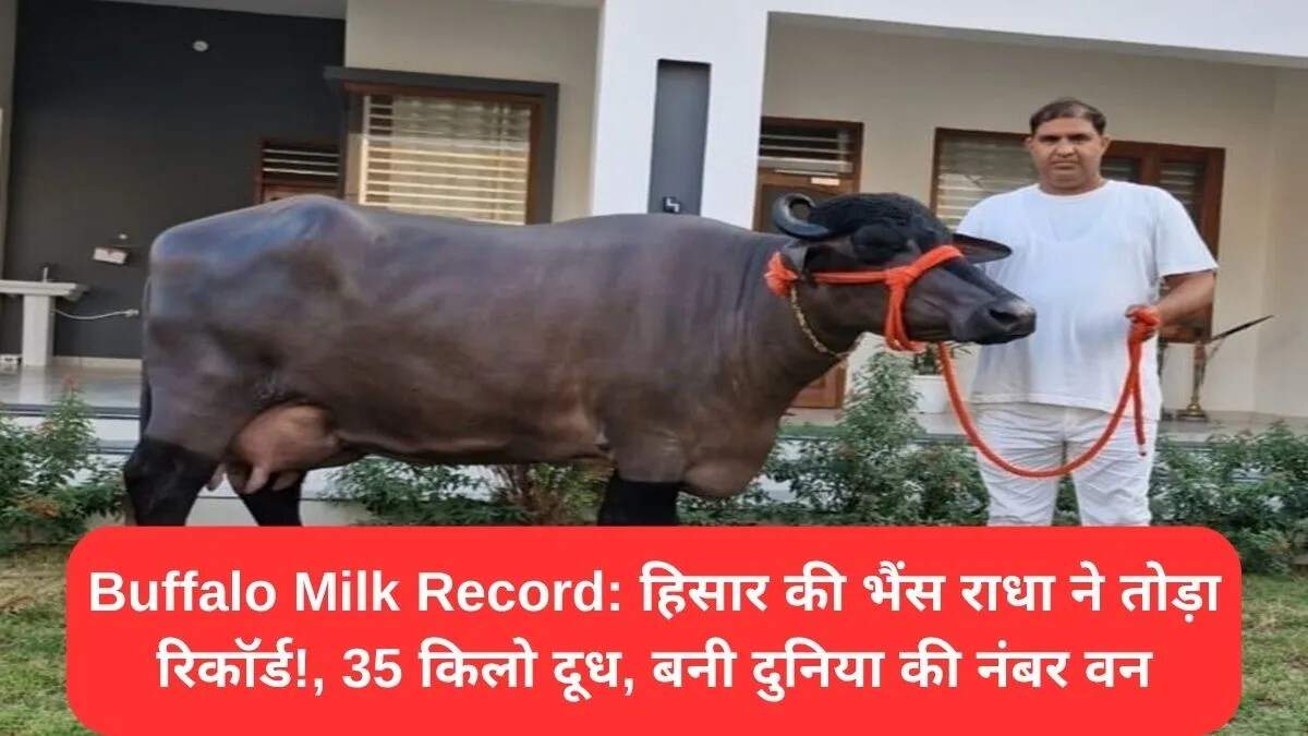 हरियाणा के किसान ने मुर्रा भैंस से बनाया नया दूध उत्पादन रिकॉर्ड