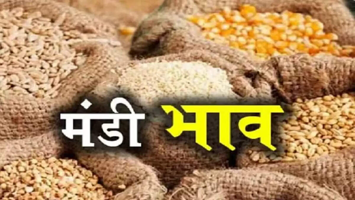 सिरसा मंडी में फसलों के ताज़ा भाव: 20 जून 2025 की रिपोर्ट