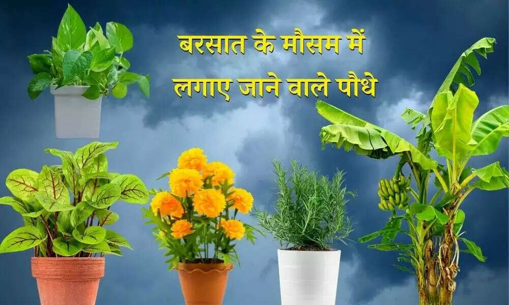 बारिश में बगीचे के लिए बेहतरीन पौधे: सजाएं अपने घर को हरियाली से