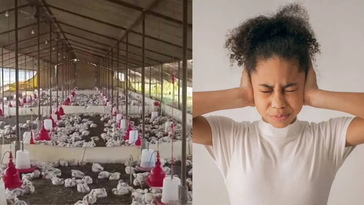 तेज आवाज से मुर्गियों की मौत: क्या इंसानों पर भी है खतरा?