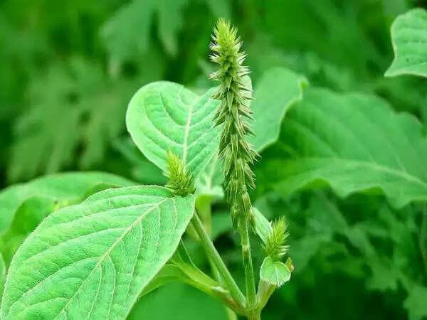 चिरचिटा: एक औषधीय पौधा और इसके अद्भुत लाभ