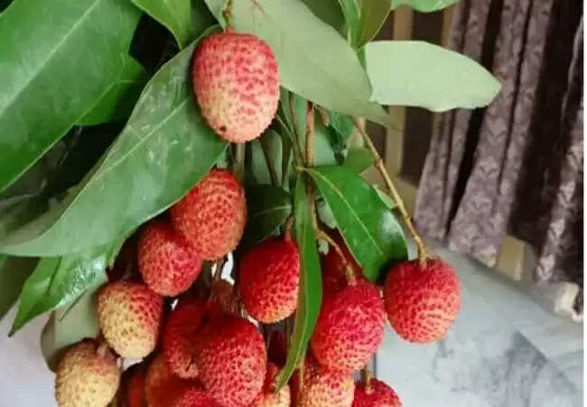 भारत से कतर के लिए लीची का निर्यात: पहली खेप रवाना