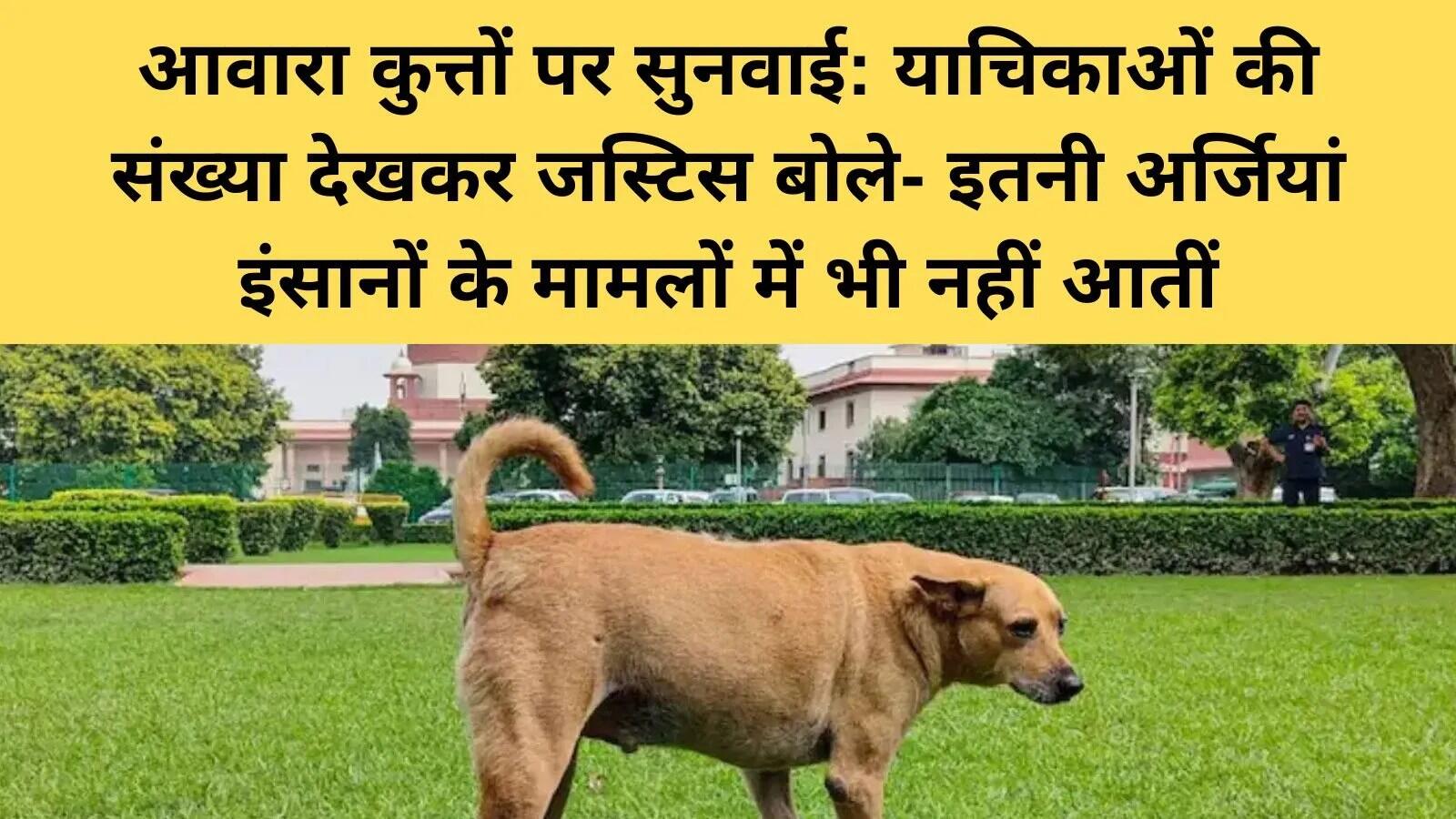 सुप्रीम कोर्ट ने आवारा कुत्तों के मामले में अर्जियों की संख्या पर जताई नाराजगी