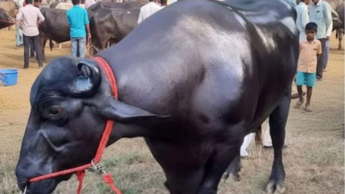 मेरठ किसान मेले में मुर्रा भैंसे ‘विधायक’ की धूम