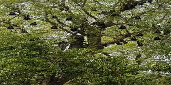 'पक्षियों का गांव' कुलडीहा : वैज्ञानिकों की चेतावनी के बीच ग्रामीणों ने चमगादड़ों को माना अपना 'परम मित्र'