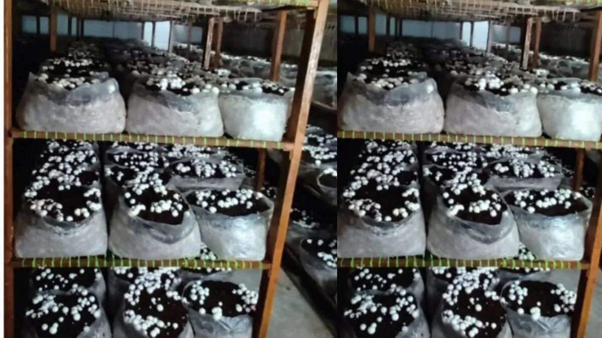 सर्दियों में मशरूम की खेती: लाभ और बेहतरीन किस्में