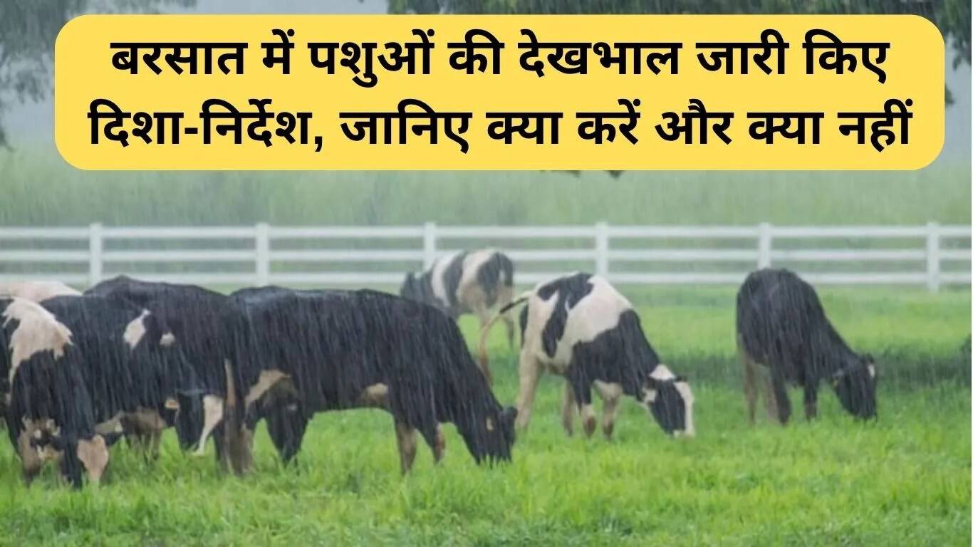 बरसात में पशुओं की देखभाल के लिए आवश्यक दिशा-निर्देश