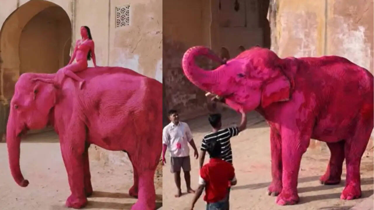 जयपुर में गुलाबी हाथी फोटोशूट पर विवाद: फोटोग्राफर की सफाई और सोशल मीडिया की प्रतिक्रिया