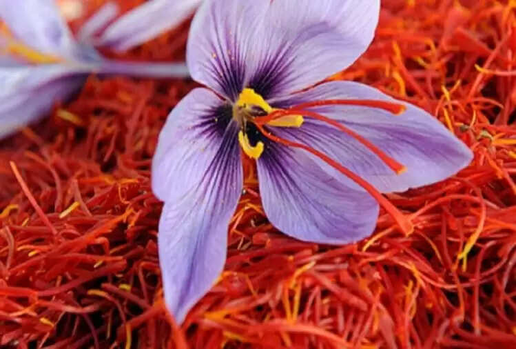 केसर के अद्भुत स्वास्थ्य लाभ: जानें कैसे करें इसका सेवन