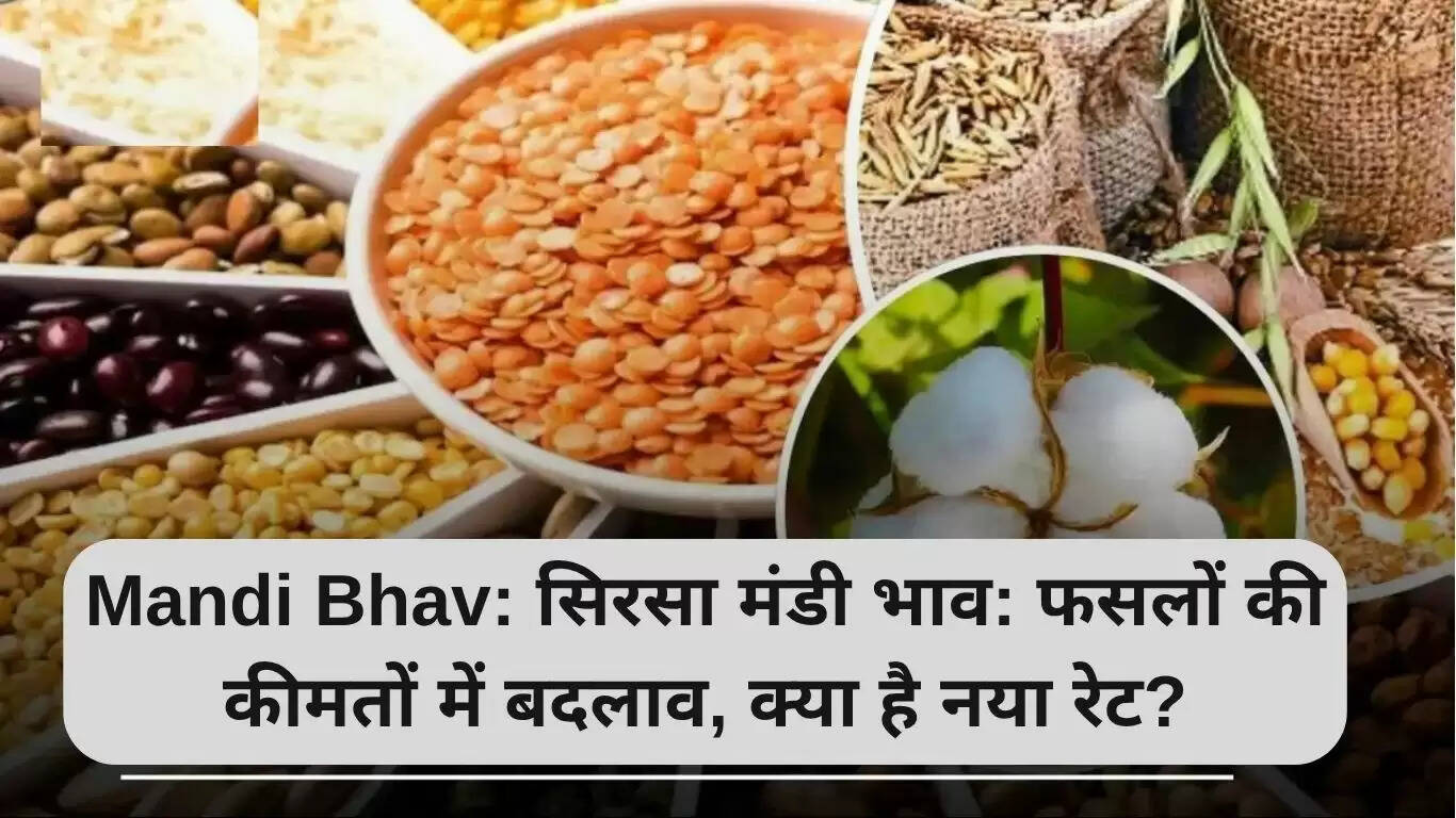सिरसा मंडी में फसलों के भाव में बदलाव: जानें नए रेट्स