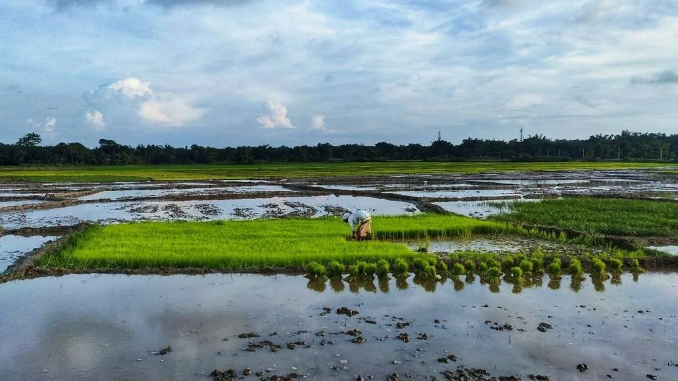 रोहतक में बारिश से फसलों को भारी नुकसान, किसान चिंतित