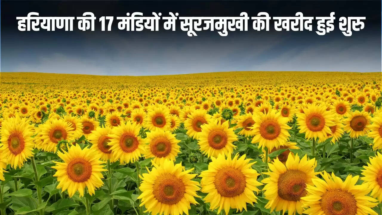 हरियाणा में सूरजमुखी की खरीद शुरू, किसानों के लिए खुशखबरी