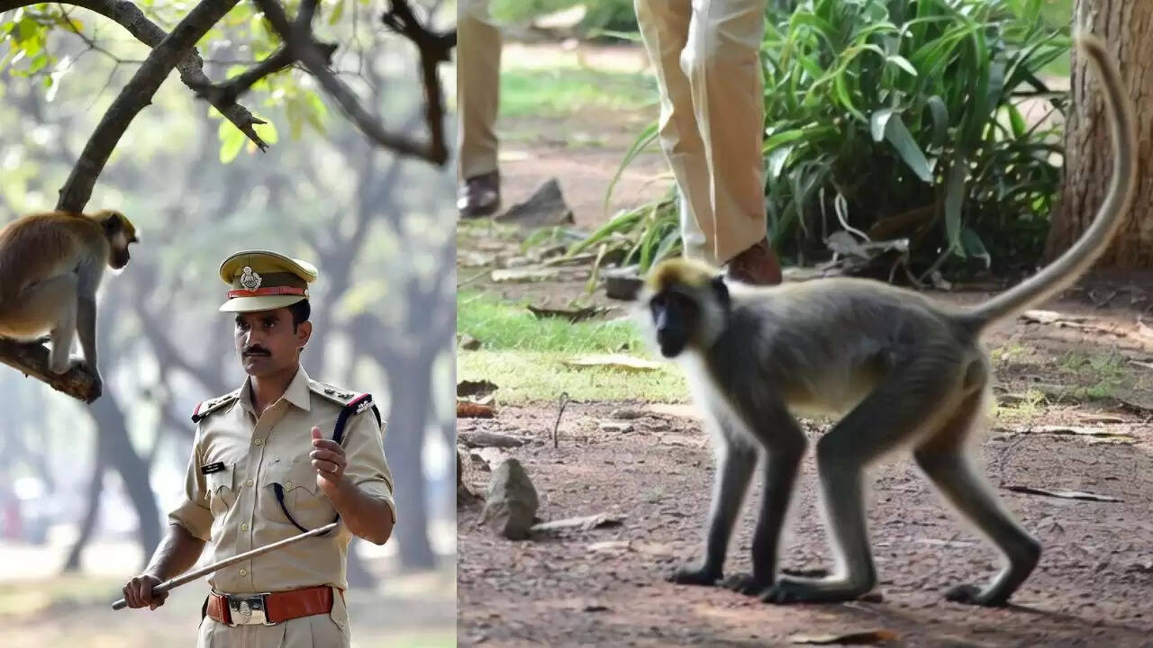 दिल्ली विधानसभा में बंदरों की समस्या का समाधान: लंगूर की आवाज का उपयोग