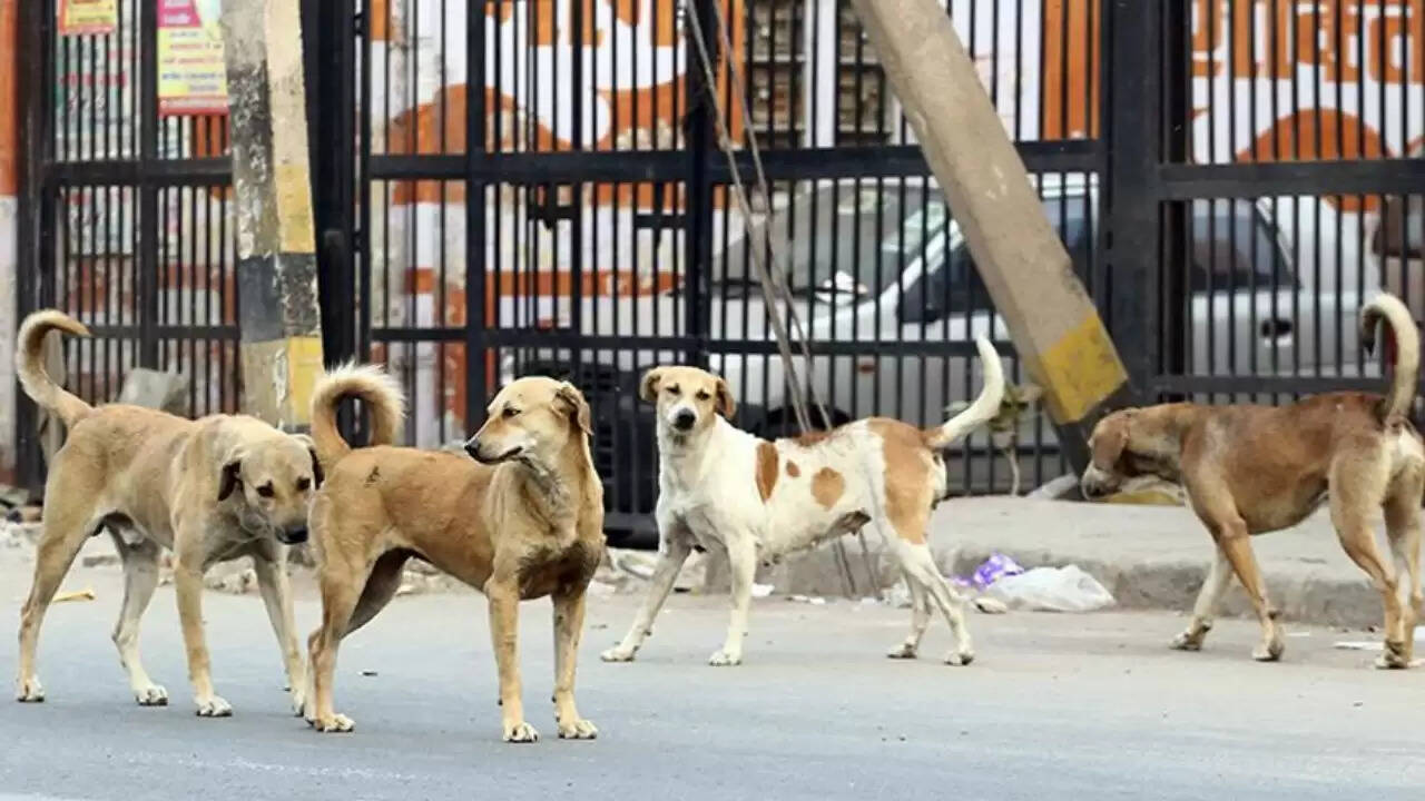 कानपुर में आवारा कुत्तों के प्रति क्रूरता की घटना से हड़कंप